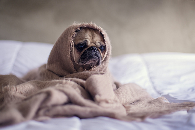 /upload/resize_cache/iblock/8fb/660_440_1/matthew_henry_2Ts5HnA67k8_unsplash.jpg