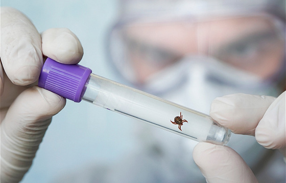 Если укусил клещ: минус 30% на извлечение и анализ клеща