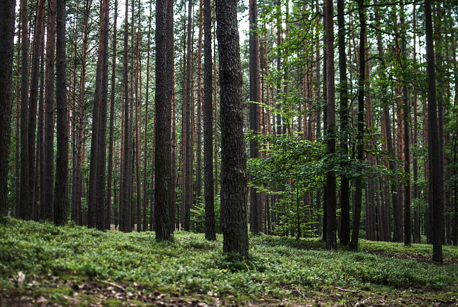 /upload/resize_cache/iblock/e90/660_440_1/beautiful_scenery_of_the_tall_trees_in_the_forest.jpg