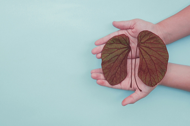 /upload/resize_cache/iblock/f8b/6lajvx1dlgcb7pmvyzsod7b708syi22j/660_440_1/hands_holding_kidney_shaped_leaves_world_kidney_day_national_organ_donor_day_charity_donation_concept.jpg